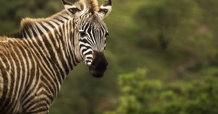 Entradas para Cabárceno desde 30€