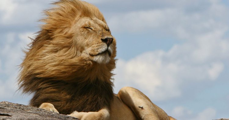 carne de León en México (Istock)