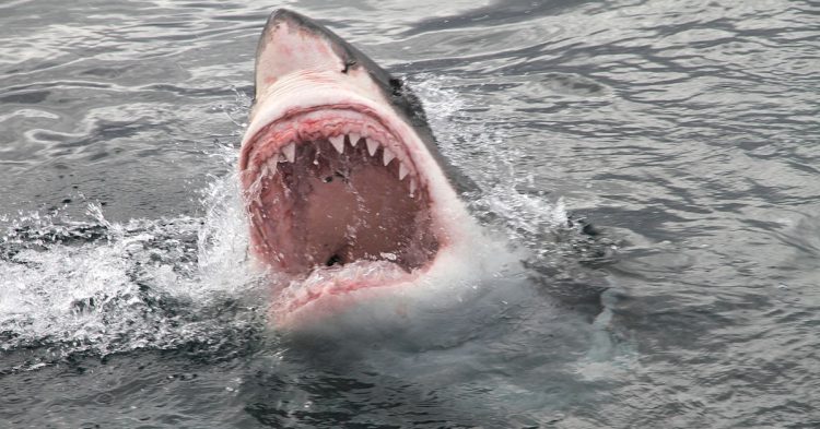 carne de tiburón (Istock)