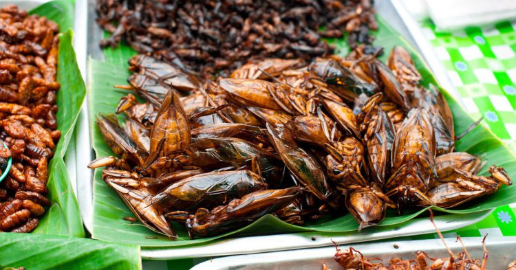 cucarachas en Tailandia (Istock)