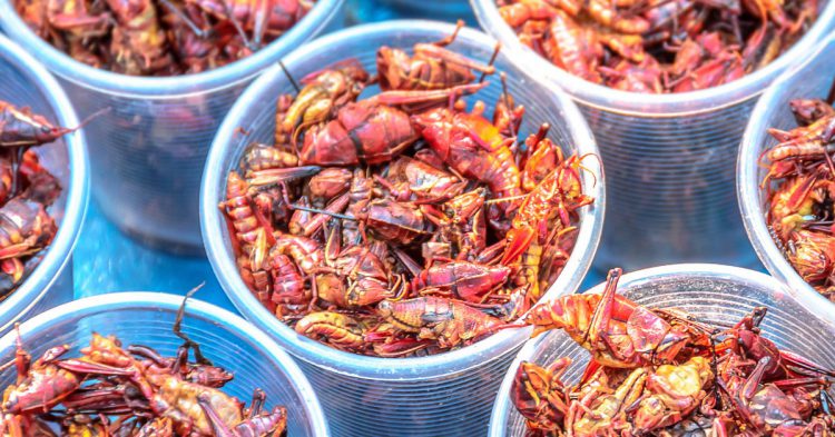 grillos y chapulines (Istock)