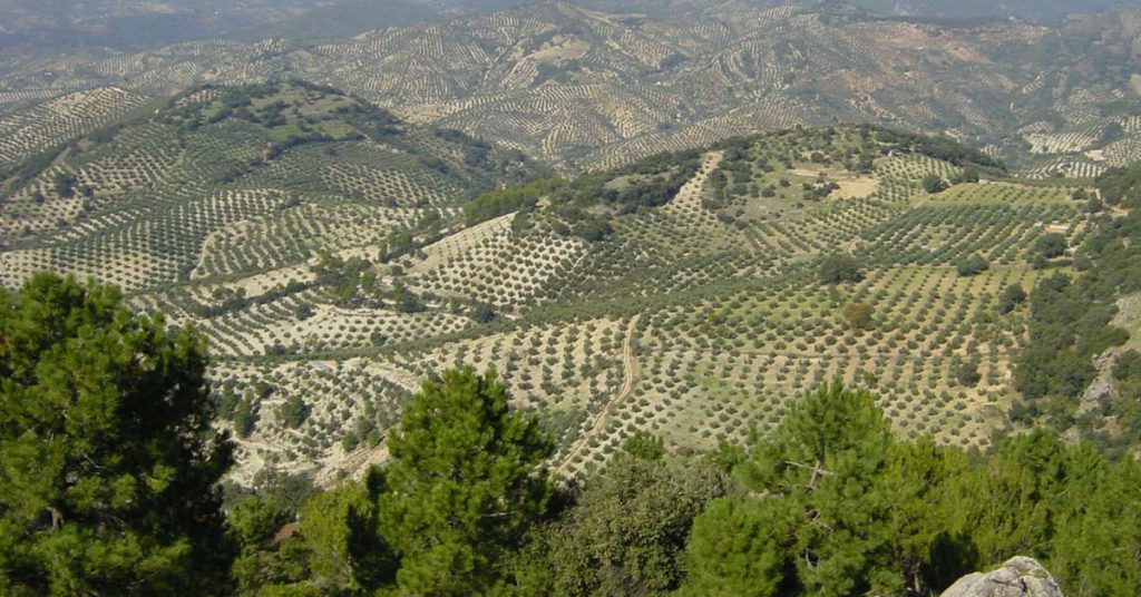 La provincia de Jaén cuenta con tres aceites con denominación de origen (wikimedia.org)