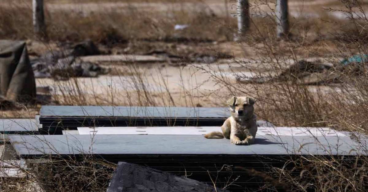 Campo de béisbol de Pekín 2008 (chatsports.com) 