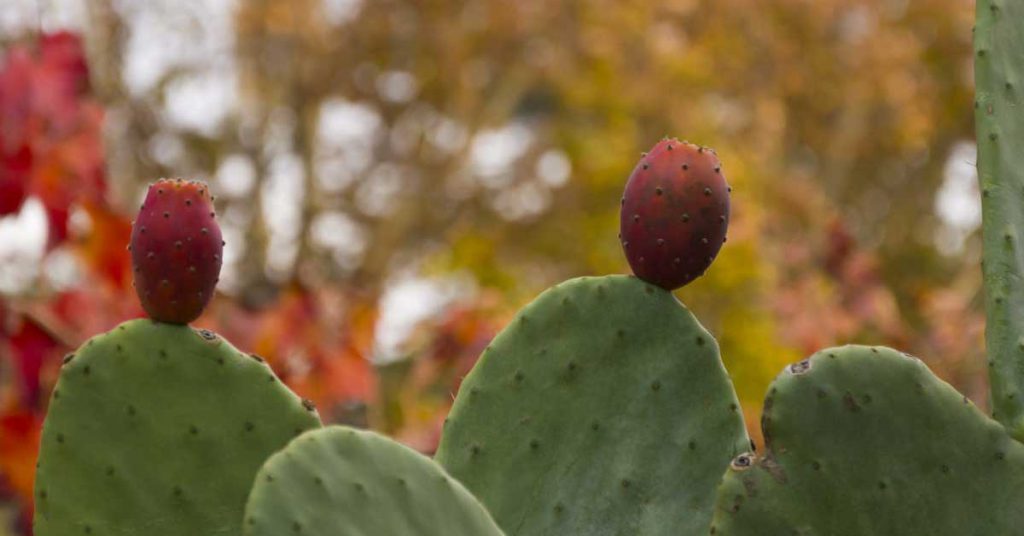 Sigue leyendo 10 terrazas secretas de otoño que debes conocer