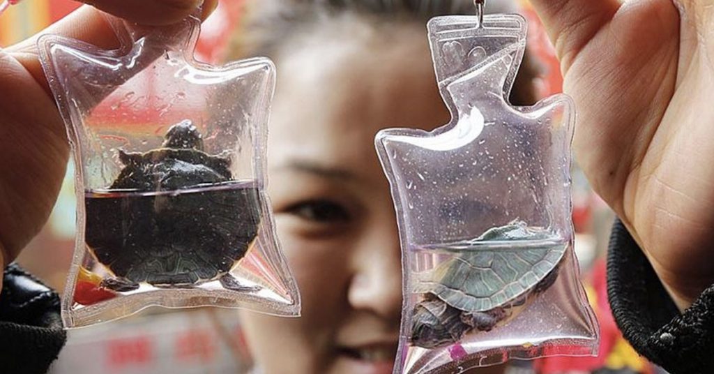Llaveros con tortugas vivas en Pekín (blog.rtve.es)