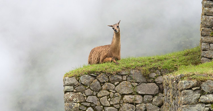 Machu Picchu (iStock)