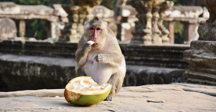 Monos en Camboya. Oknopo (iStock)