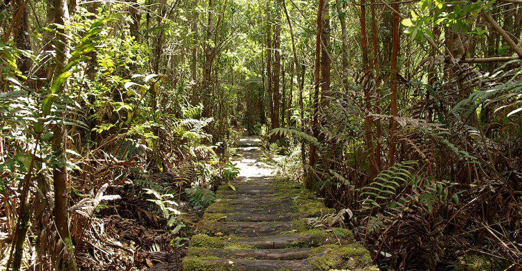 Caminos a través del parque Pumalín (draculina_ak, Foter)