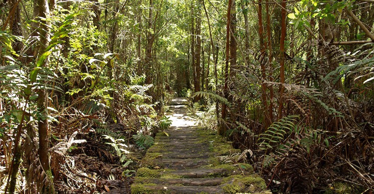 Caminos a través del parque Pumalín (draculina_ak, Foter)