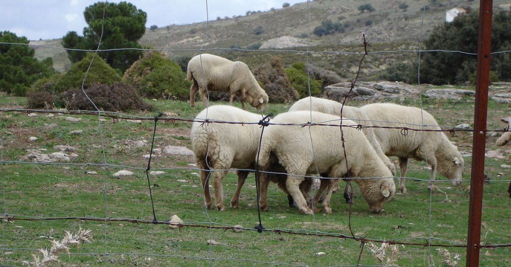 Ovejas en Villaluenga del Rosario (El Pantera, Wikipedia)