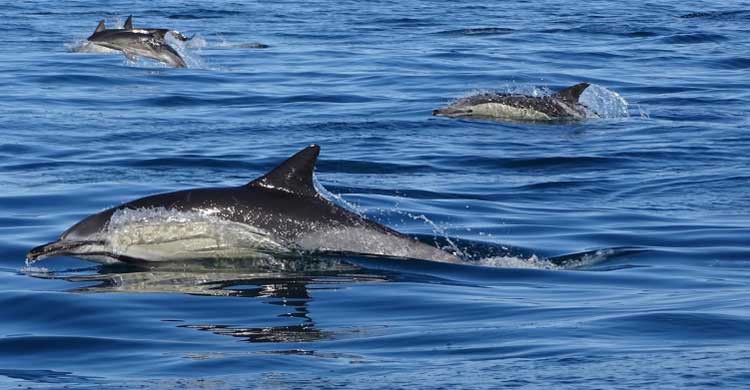En la costa del Algarve se pueden contemplar diferentes delfines (formosamar.com)