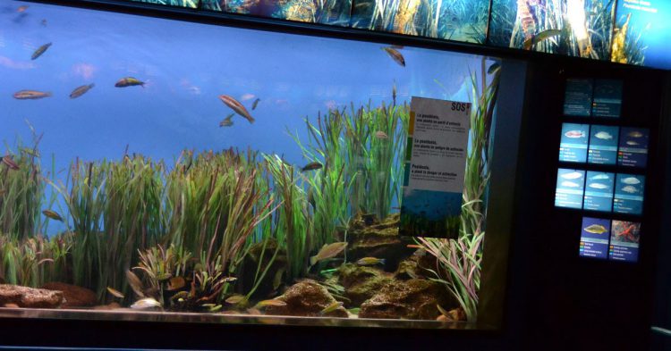 Cientos de especies para visitar en el Aquarium de Barcelona (Flickr)