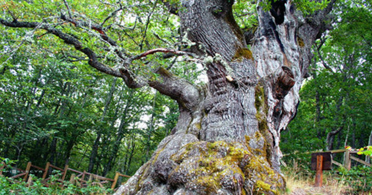 A veces los árboles se vuelven caprichosos (Fuente: turismodepalencia.com)