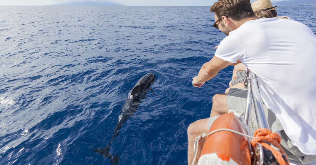 5 cruceros sorprendentes donde podrás ver ballenas y delfines
