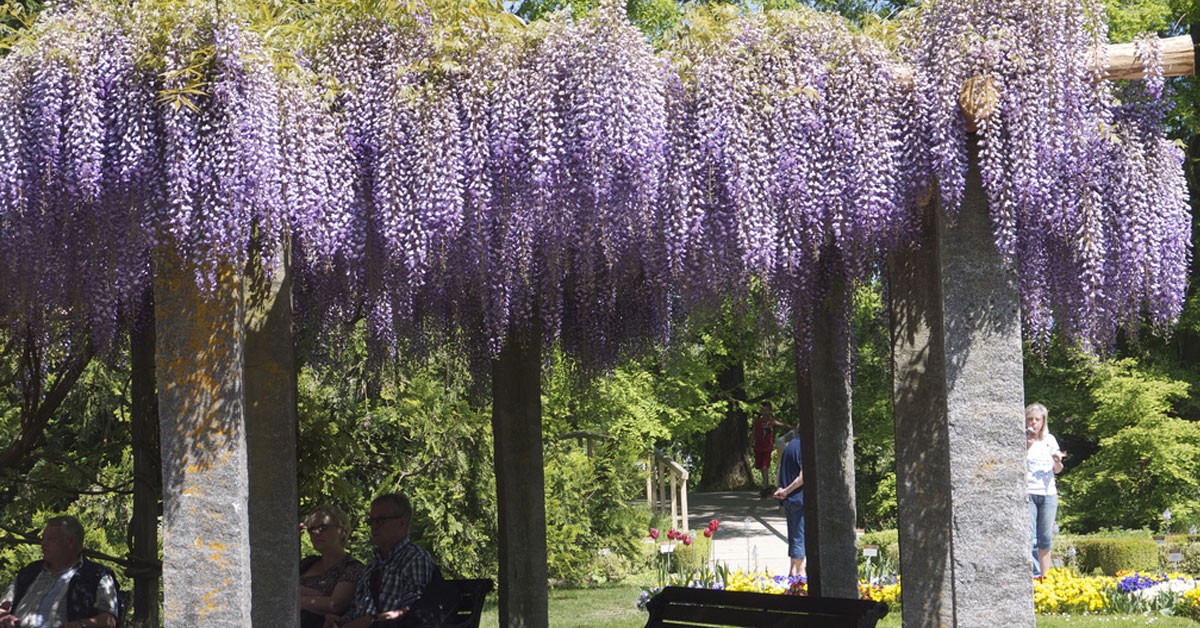 Los jardines multicolor de la Isla de Mainau (Flickr)