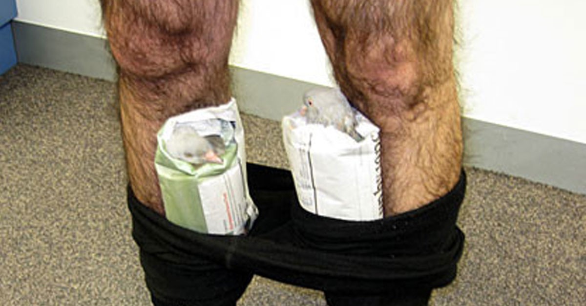 Palomas de contrabando (Fuente: Xataka.com)