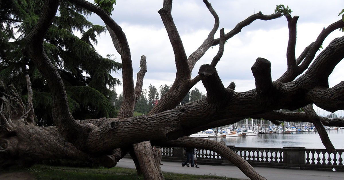 El parque Stanley Park en Vancouver, Canadá (Flickr)
