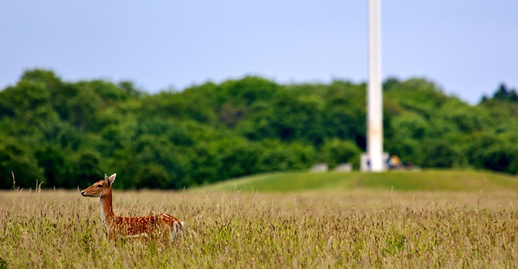 Cervatillo en Phoenix Park de Dublín. Fireglo2 (iStock)