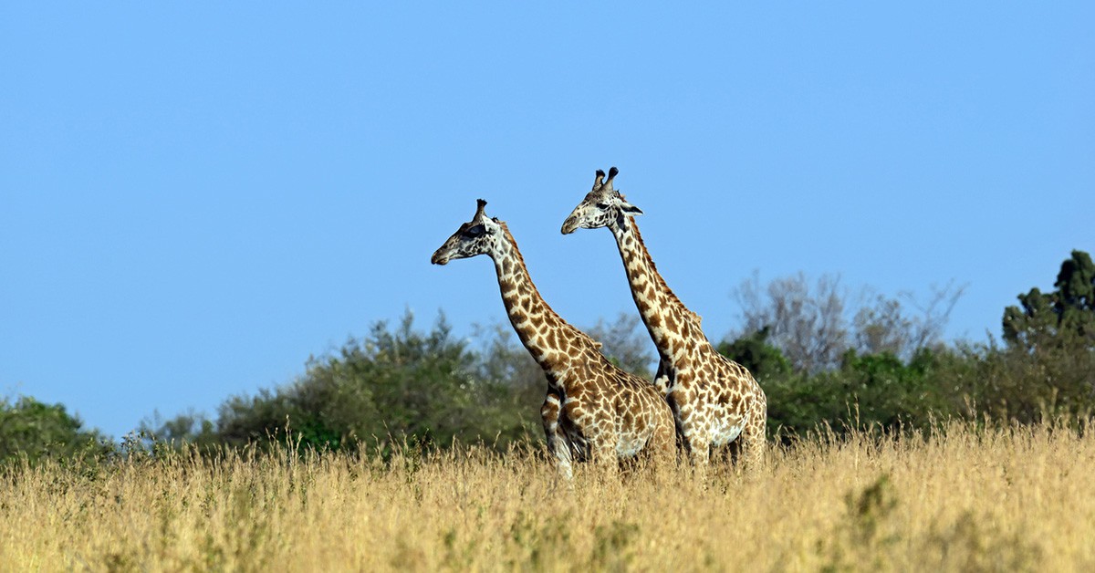 Parque Nacional Tsavo (iStock)