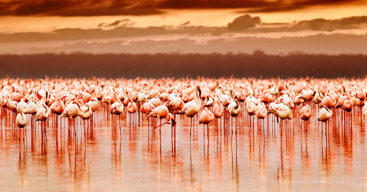 Lago Nakuru (iStock)
