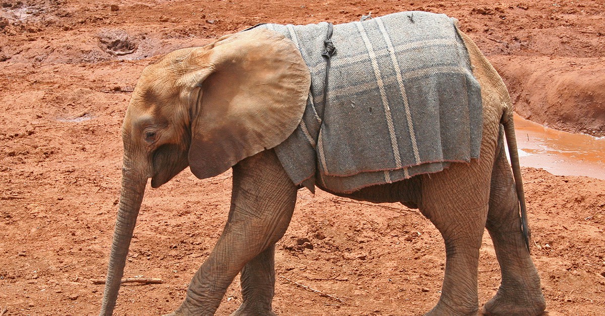 Orfanato de elefantes Daphne Sheldrick (iStock)