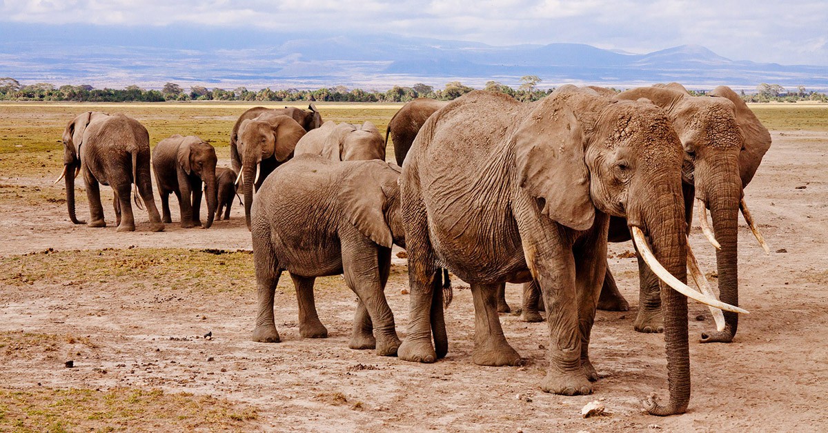 Parque Nacional de Amboseli (iStock)