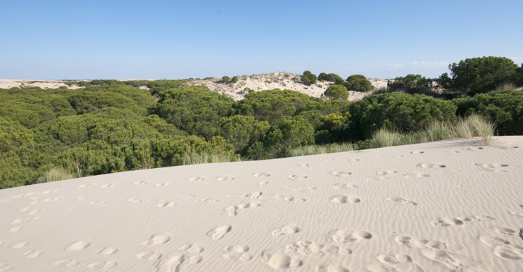 6. La Atlántida… ¡en Doñana!