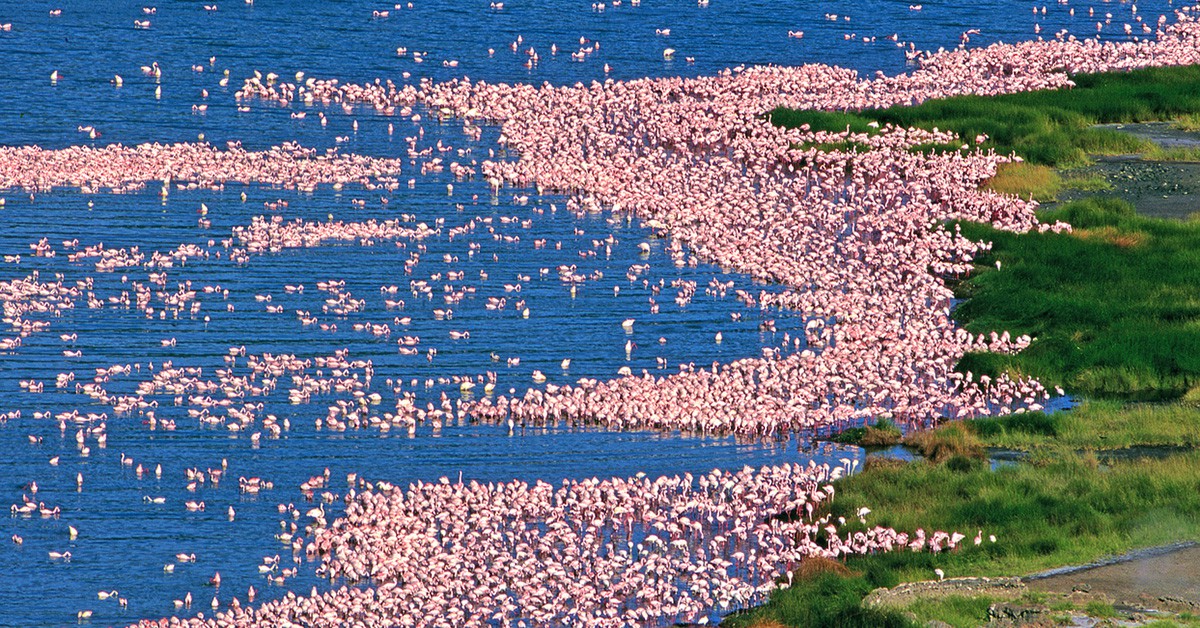 Lago Bogoria (iStock)