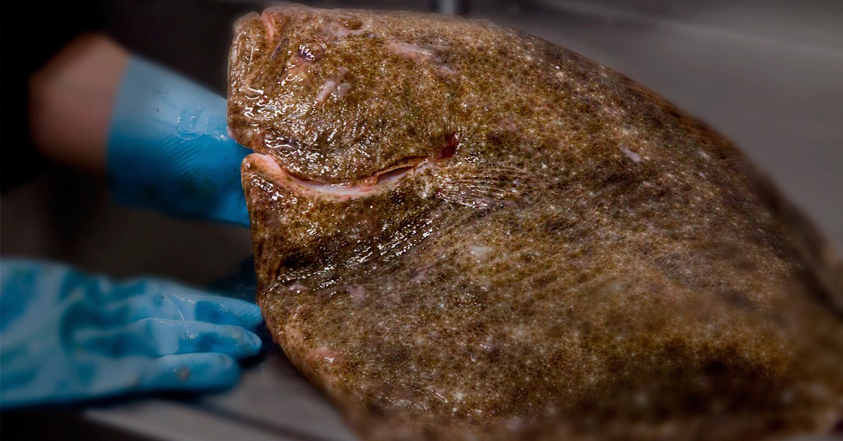 A la parrilla (Web del restaurante Bidea)