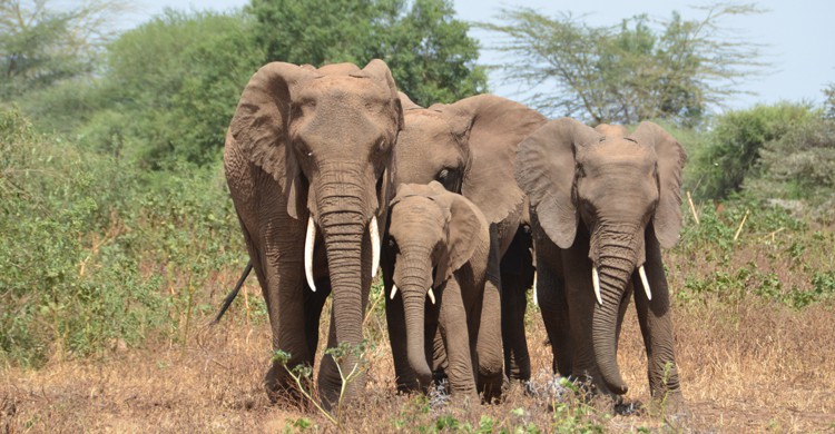 Elefantes en el Parque Nacional del Lago Manyara (wikimedia.org)