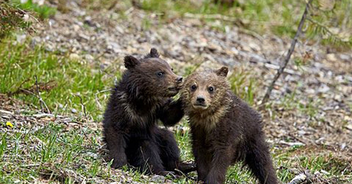 Osos protegidos en Khuzemateen (Fuente: Robertharding.com)