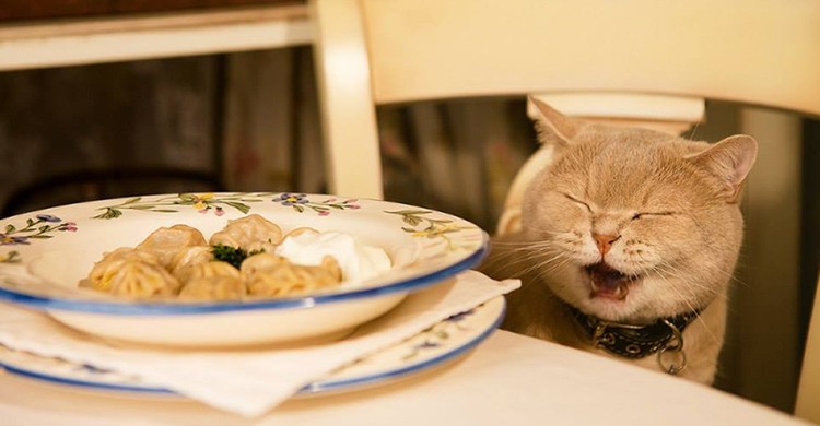 El gato a la mesa (Mari Vanna, Facebook)