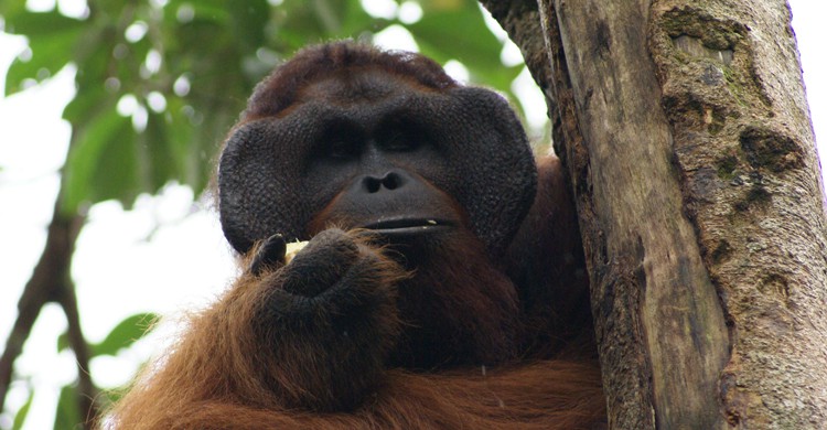 Orangután en la reserva de Semengokk, en Borneo (wikimedia.org)