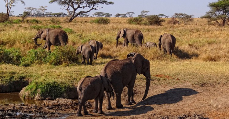 Parque Nacional del Serengueti (wikimedia.org)