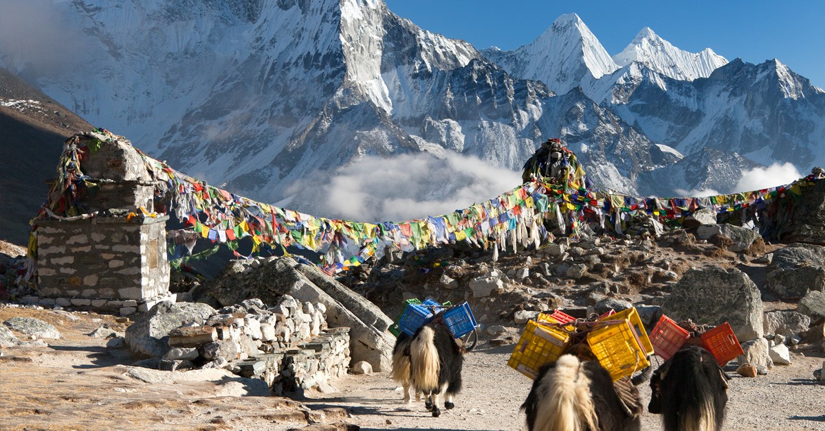 caravana de Yaks /Everest en Nepal (Istock)