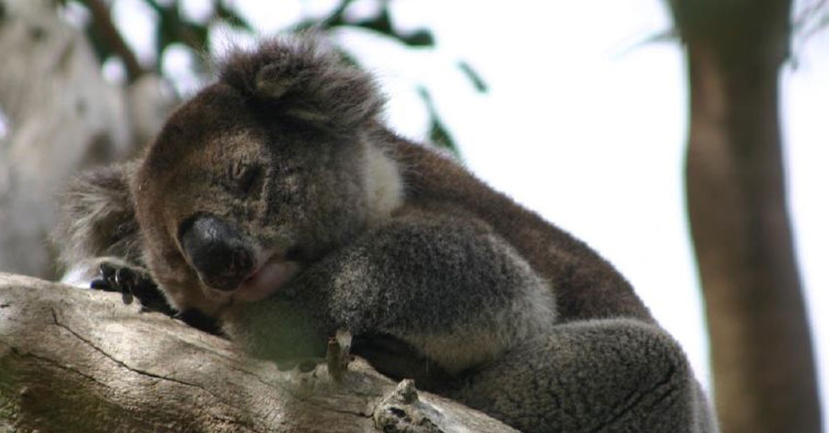 Conoce en primera persona los koalas australianos (Flickr)