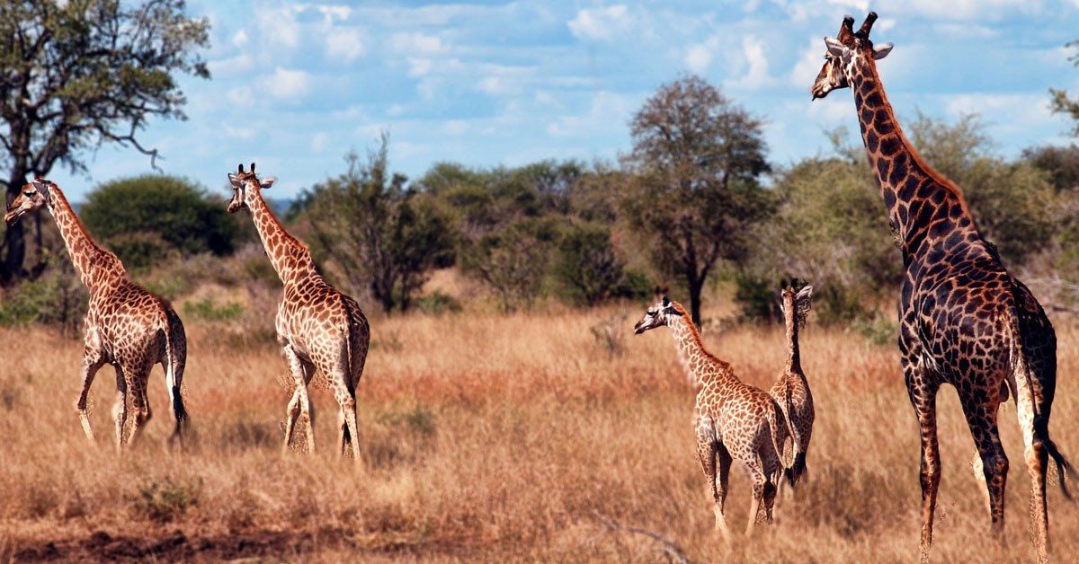 Una experiencia única en el Parque Nacional de Kruger en Sudáfrica (Flickr)