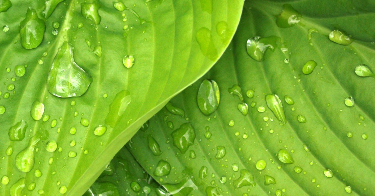 Las zonas más lluviosas son también las más verdes (Pexels)