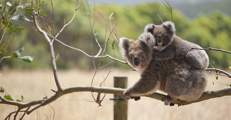 Koalas en Australia. GuyLePage (iStock)
