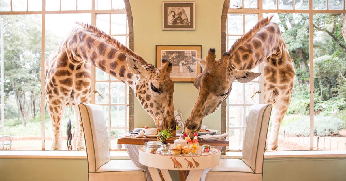 El desayuno (Web de The Safari Collection)