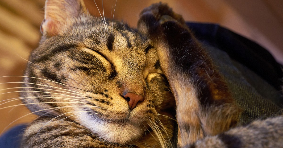 Durmiendo (Moyan Brenn, Foter)