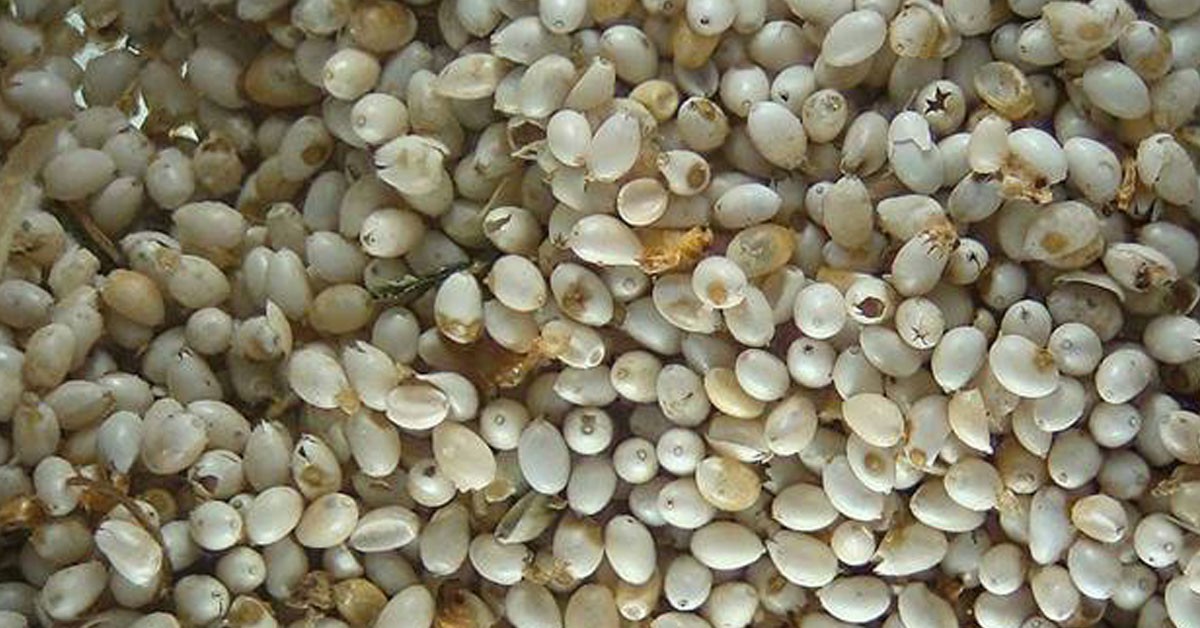 ¿Quién no ha probado las huevas de hormiga? (Flickr)