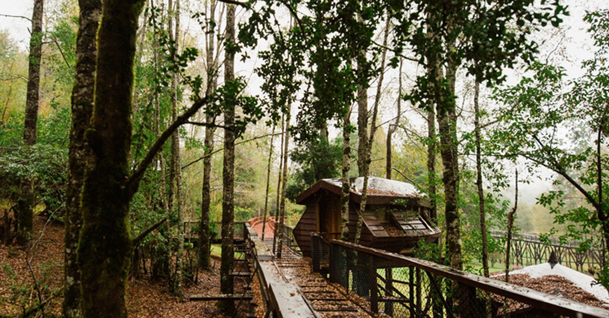 Reserva Biológica Huilo huilo (huilohuilo.com)