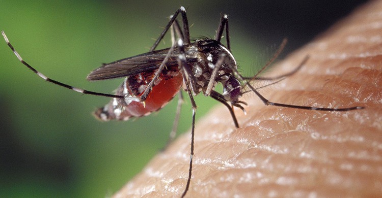 Mosquito (Pixabay)