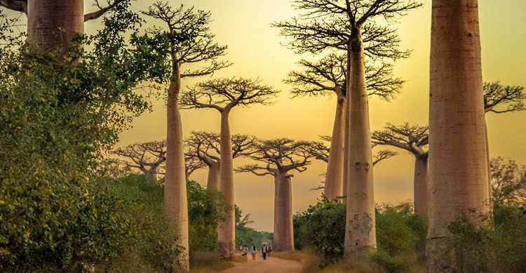 Paisaje típico de baobabs en Madagascar, último lugar que visitó Pfeiffer. Pawopa3336 (iStock)