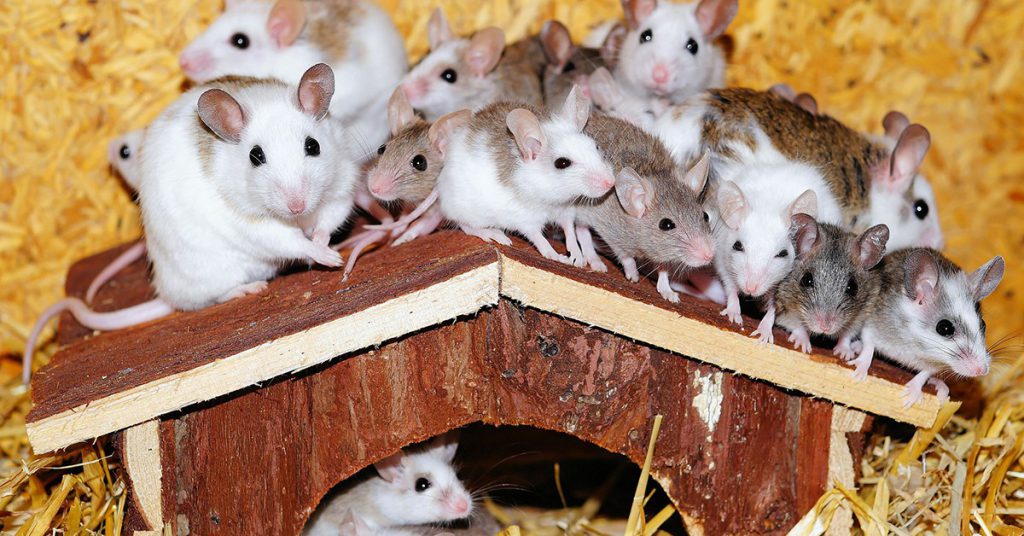 Sigue leyendo Malmö, la ciudad donde los ratones viven mejor que los humanos