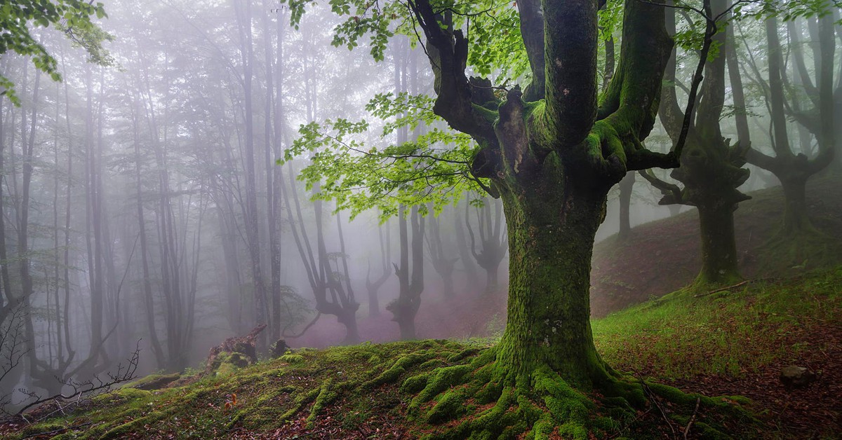 Hayedo de Otzarreta (wikimedia.org)