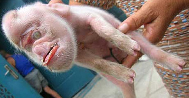 Cerdo con cara de mono (YouTube)