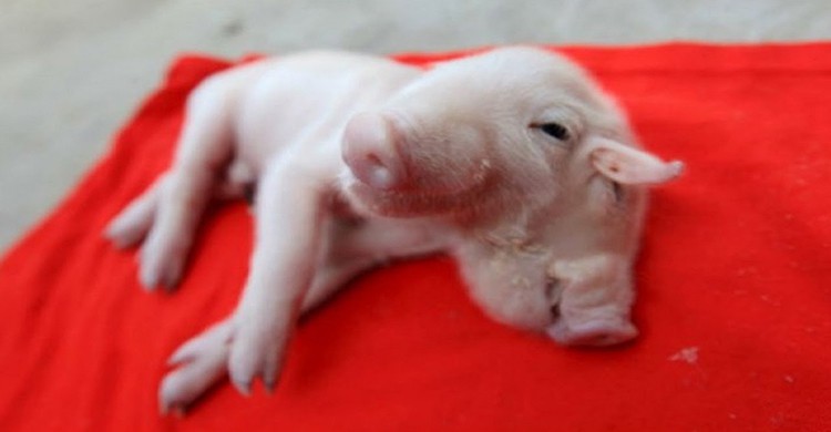 Cerdo de dos cabezas (YouTube)