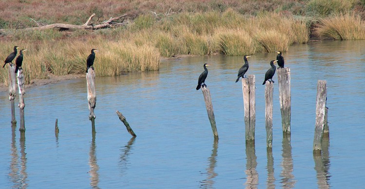 El Parque Natural de Doñana alberga más de 300 especies de aves (wikimedia.org)